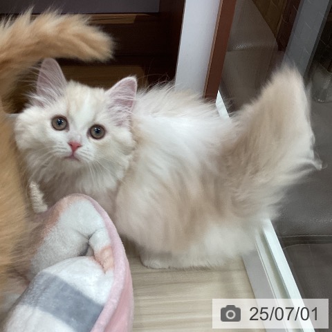 マンチカンの写真