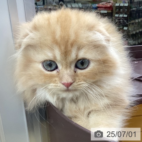 スコティッシュフォールドの写真