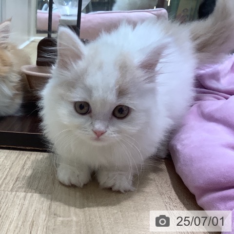 マンチカンの写真