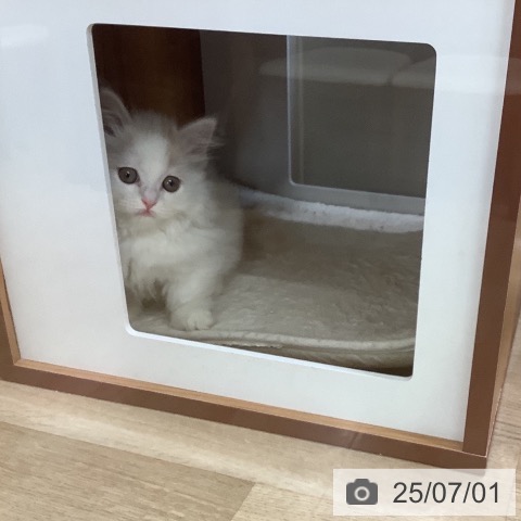 マンチカンの写真