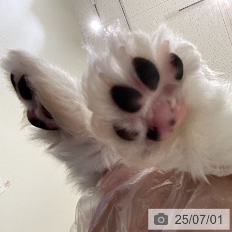 マルチーズの写真
