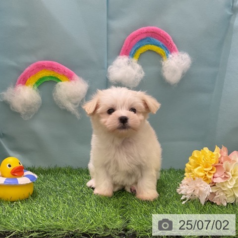 マルチーズの写真