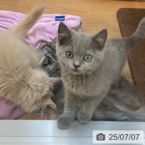 ブリティッシュショートヘアの写真