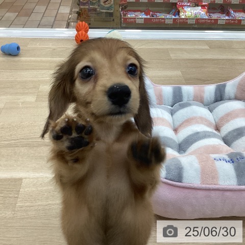 カニーンヘン・ダックスフンドの写真