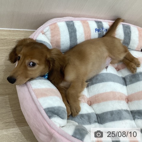 カニーンヘン・ダックスフンドの写真