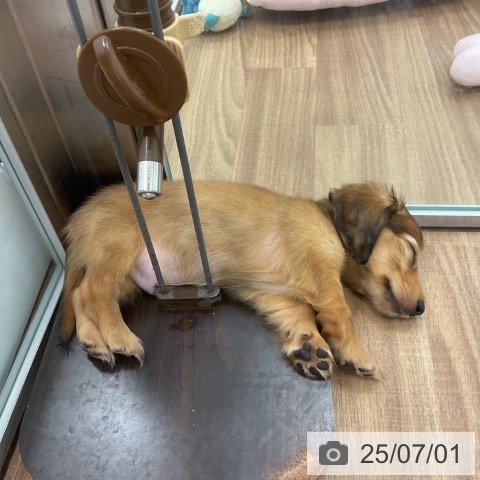 カニーンヘン・ダックスフンドの写真