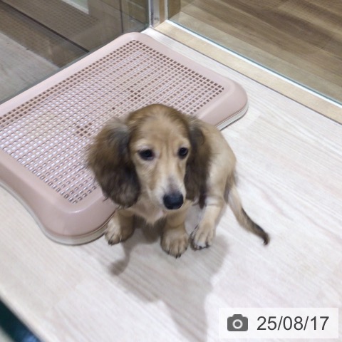 カニーンヘン・ダックスフンドの写真