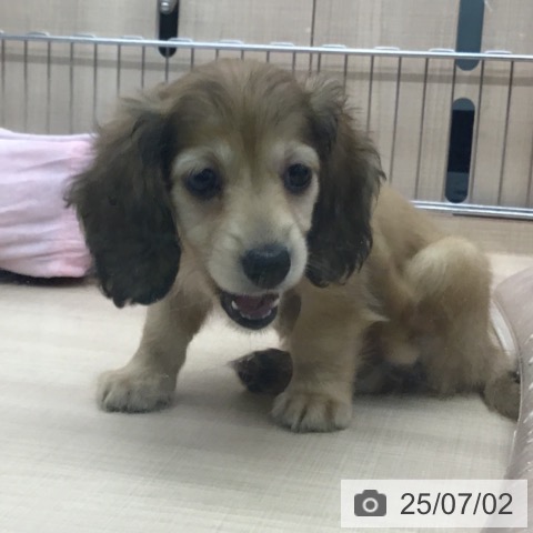 カニーンヘン・ダックスフンドの写真