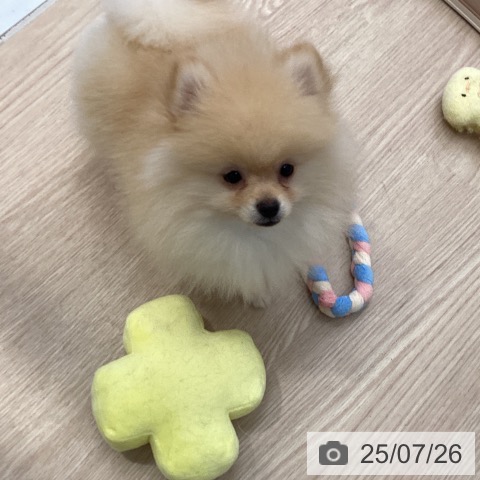 ポメラニアンの写真