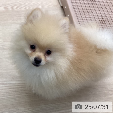 ポメラニアンの写真