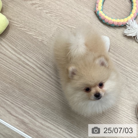 ポメラニアンの写真
