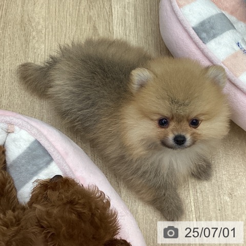 ポメラニアンの写真