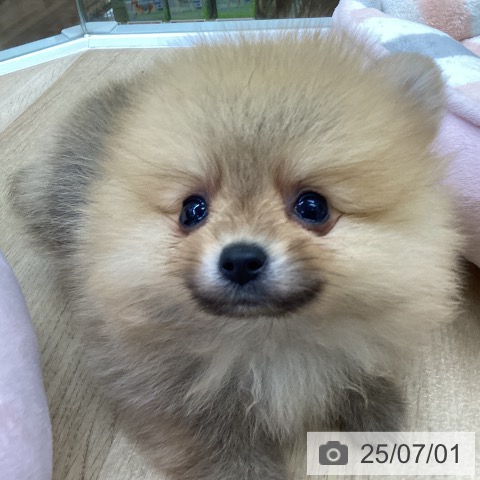 ポメラニアンの写真