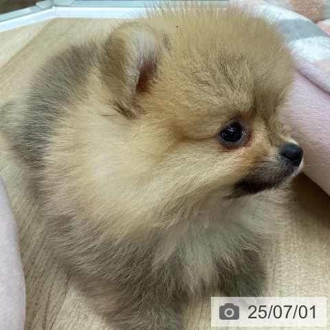 ポメラニアンの写真