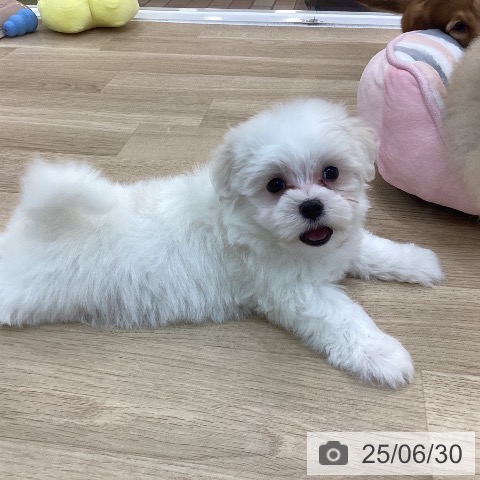 マルチーズの写真