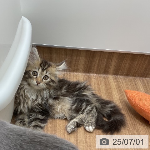 メインクーンの写真