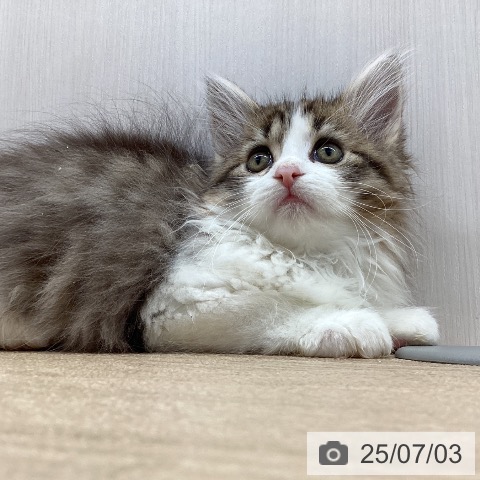 メインクーンの写真