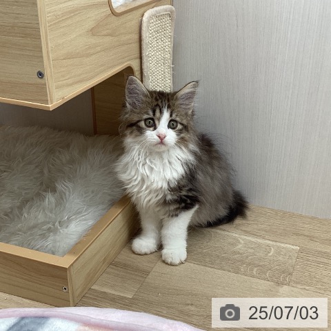 メインクーンの写真