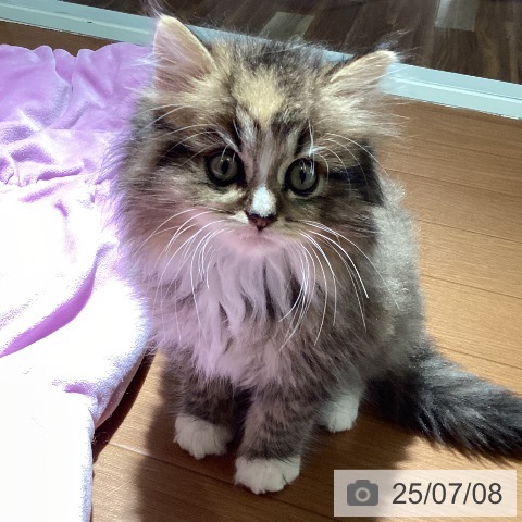 ラガマフィンの写真