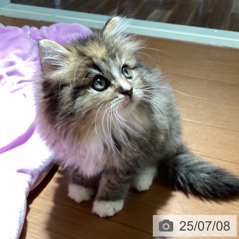 ラガマフィンの写真