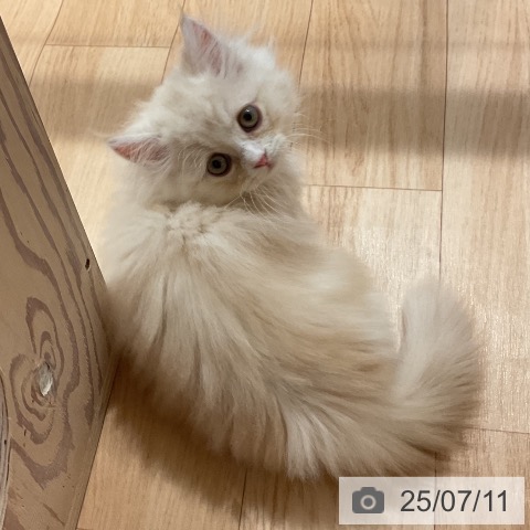 ミヌエットの写真