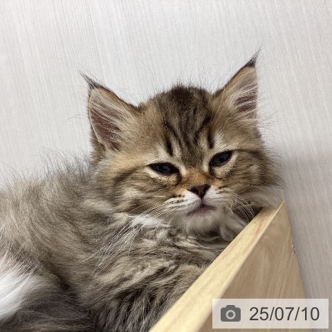 ミヌエットの写真