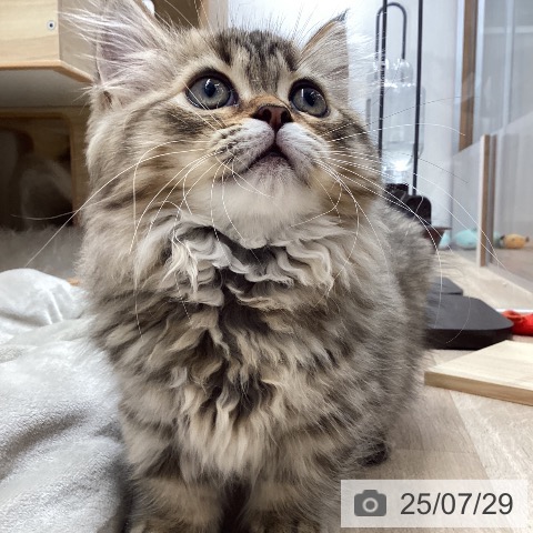 ミヌエットの写真