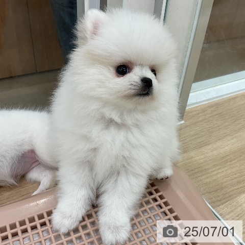 ポメラニアンの写真