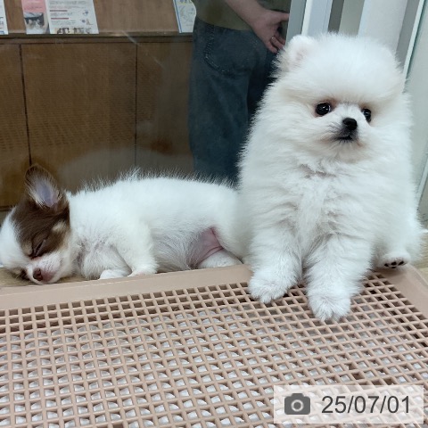 ポメラニアンの写真