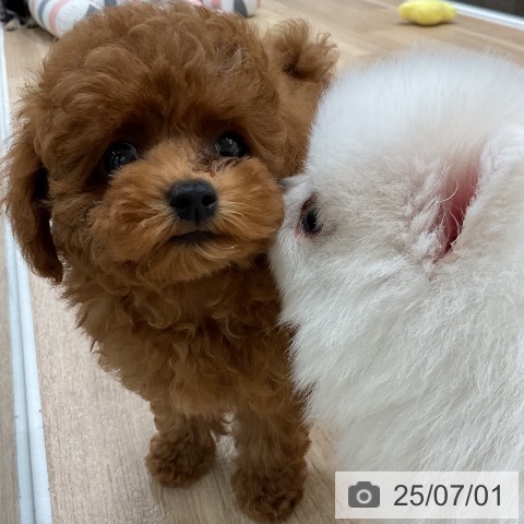 ポメラニアンの写真