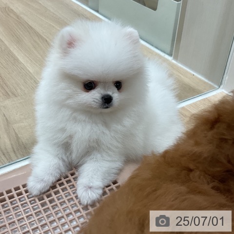 ポメラニアンの写真