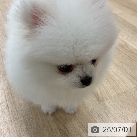 ポメラニアンの写真