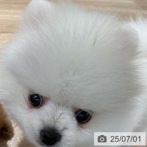 ポメラニアンの写真