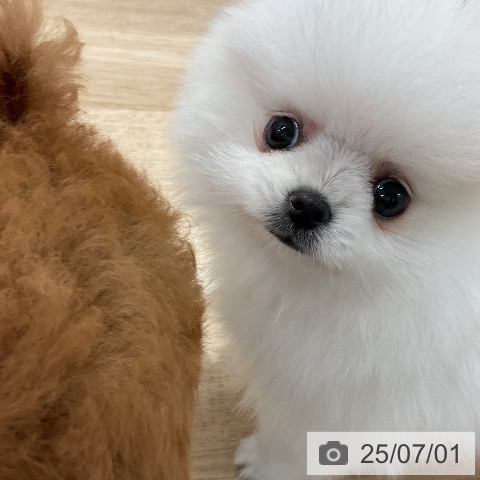 ポメラニアンの写真