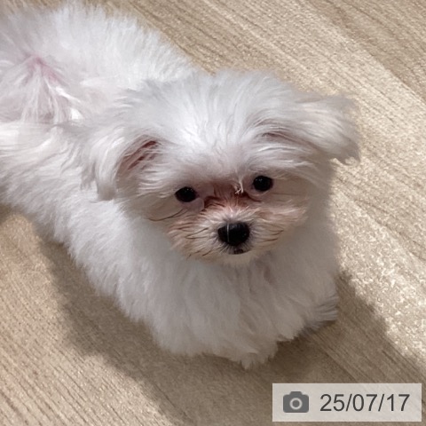 マルチーズの写真
