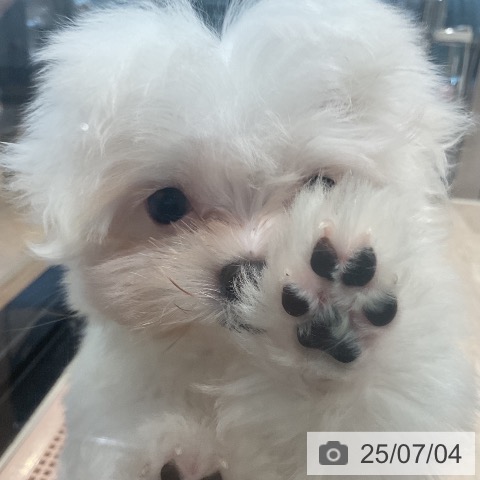 マルチーズの写真
