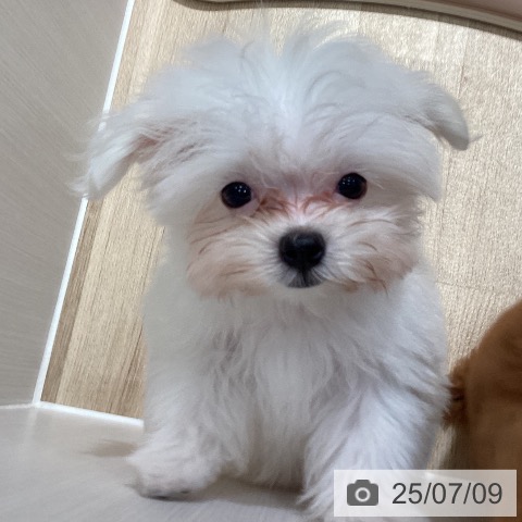 マルチーズの写真