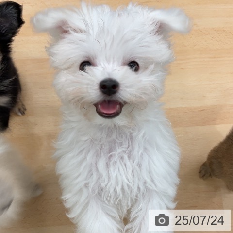 マルチーズの写真