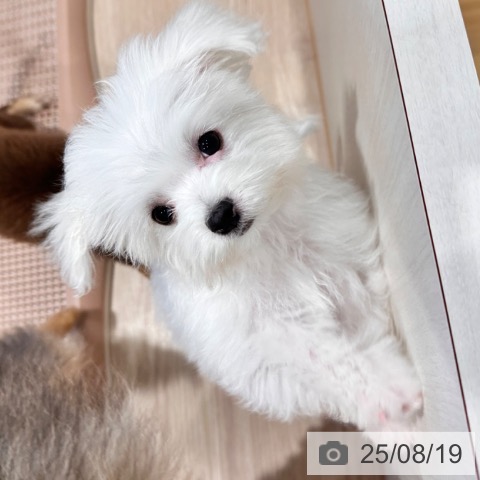 マルチーズの写真