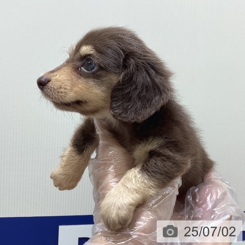 ミニチュア・ダックスフンドの写真