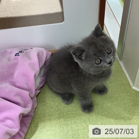 ブリティッシュショートヘアの写真