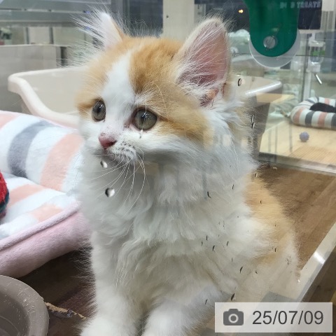 ラガマフィンの写真