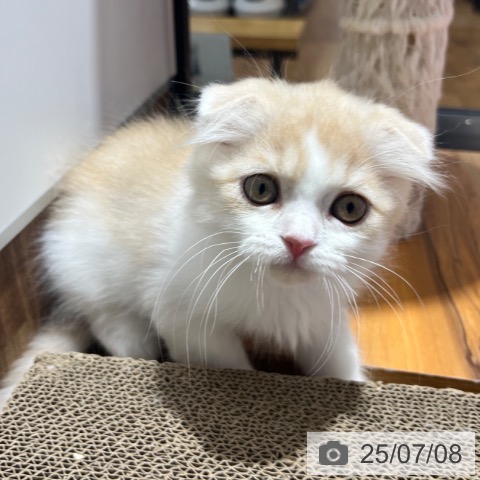 スコティッシュフォールドの写真