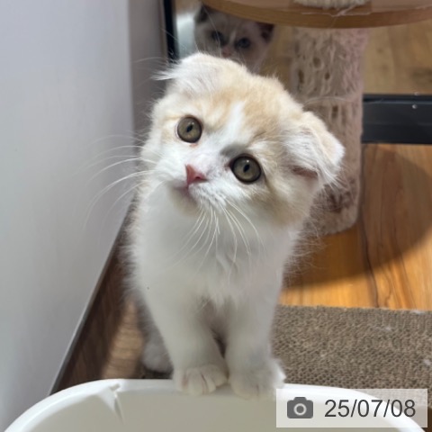 スコティッシュフォールドの写真