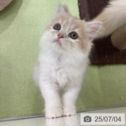 スコティッシュフォールドの写真