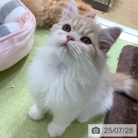 スコティッシュフォールドの写真