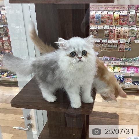 ペルシャの写真
