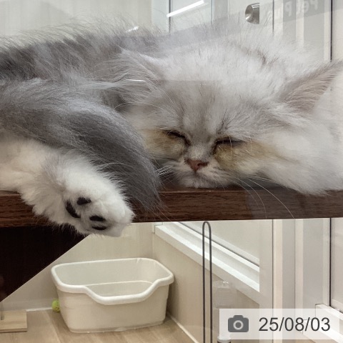 ペルシャの写真