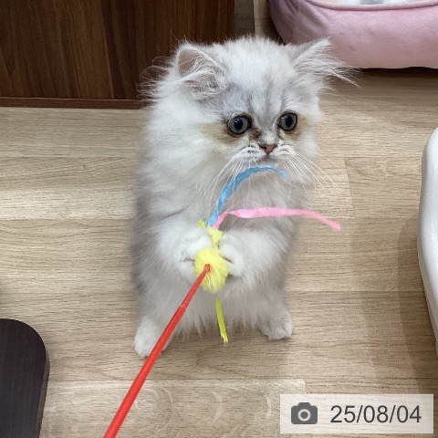 ペルシャの写真