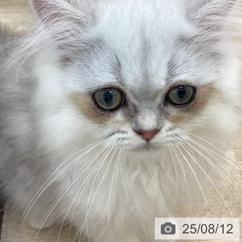 ペルシャの写真